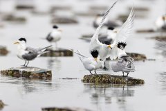 夢見中華鳳頭燕鷗吉兇測試